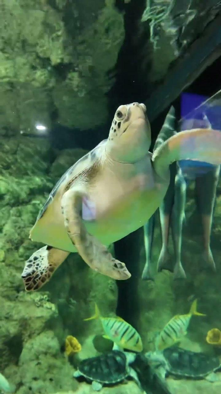 Una tortuga marina nadando sobre un arrecife con peces de colores