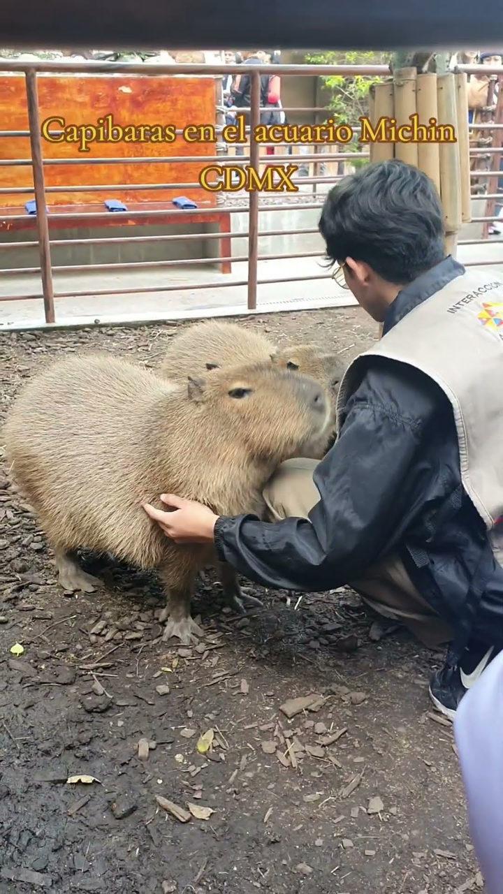 Una persona acariciando a una capibara durante una interacción guiada