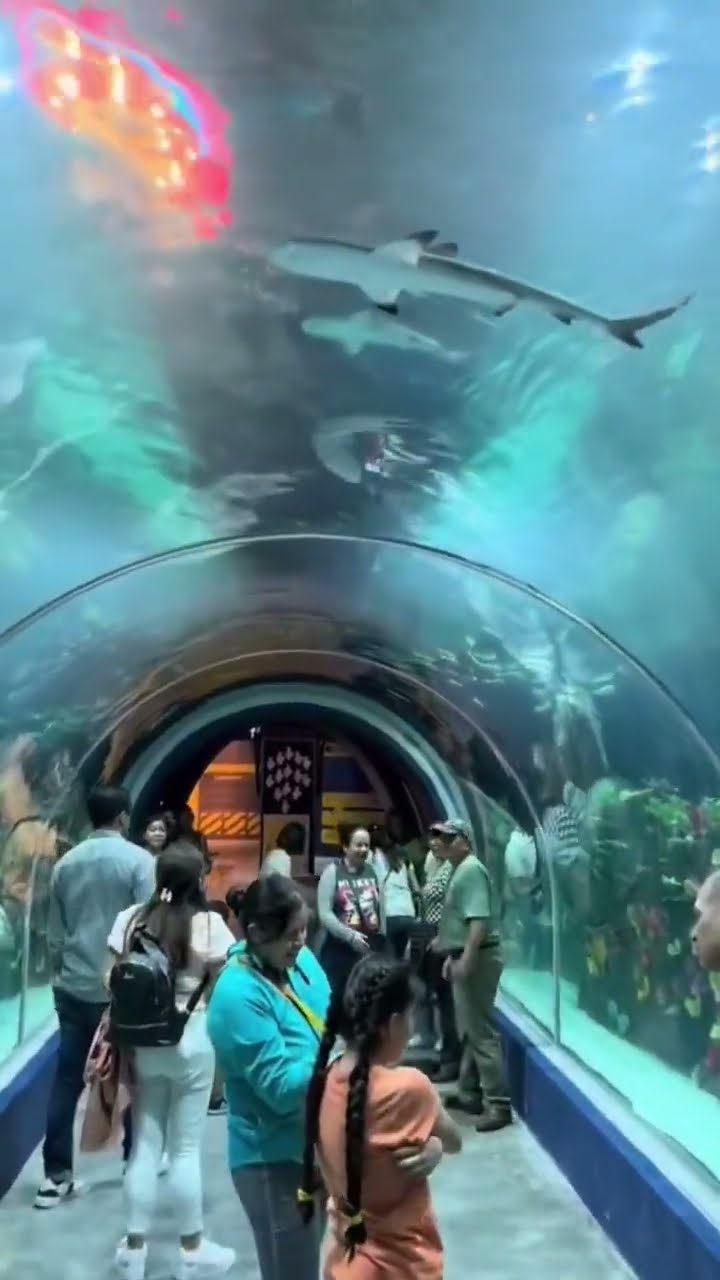 Visitantes recorriendo el túnel submarino mientras un tiburón nada sobre ellos