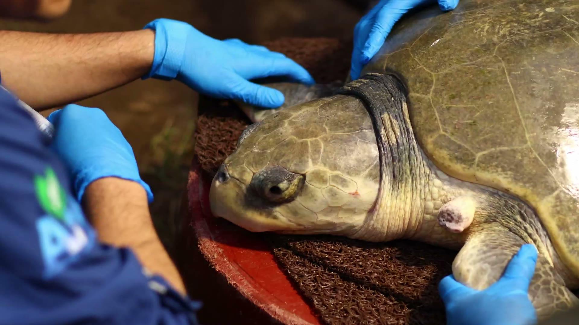 Dos manos con guantes azules revisando a una tortuga marina durante su rescate