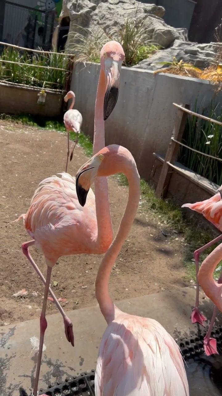 Un grupo de flamencos rosados en su hábitat del acuario