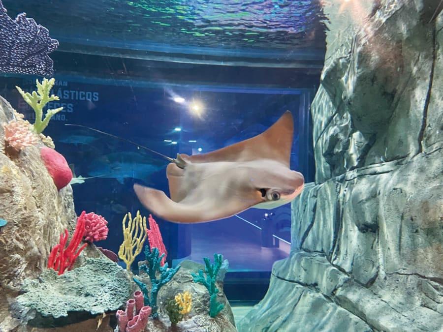 Una raya nada de frente muy cerca del cristal de una pecera del acuario, entre corales de colores y formaciones rocosas.
